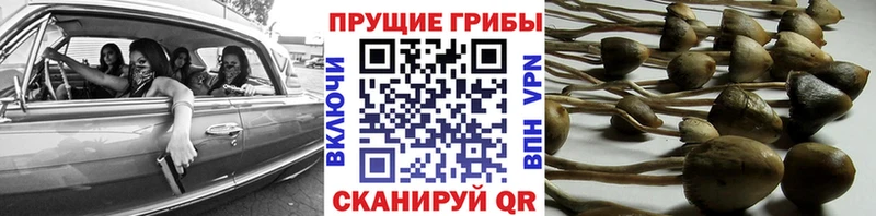 Галлюциногенные грибы прущие грибы  Печора 